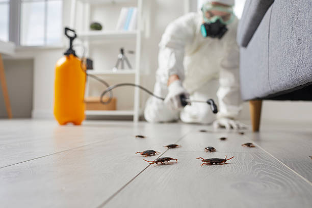 Commercial Rodent Management in New Union